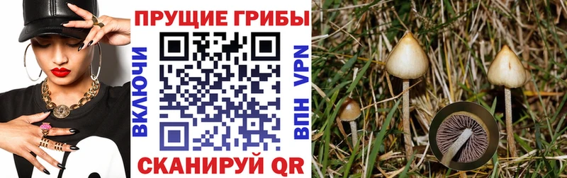 Галлюциногенные грибы Psilocybe Кинешма